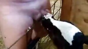 mascote do flamengo - animal-fuck,oral