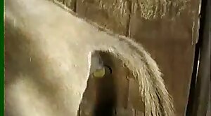 gape-videos,animals-video