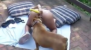 enthusiast,animals-video